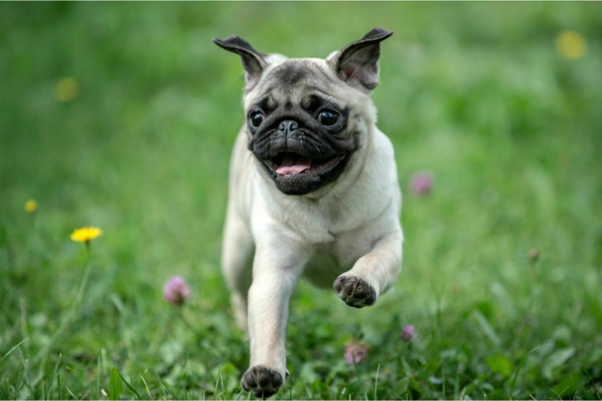 happy pug dog running on the grass