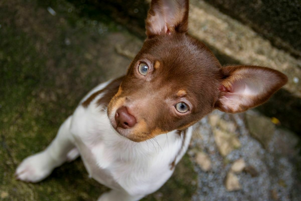 brown rat terrier
