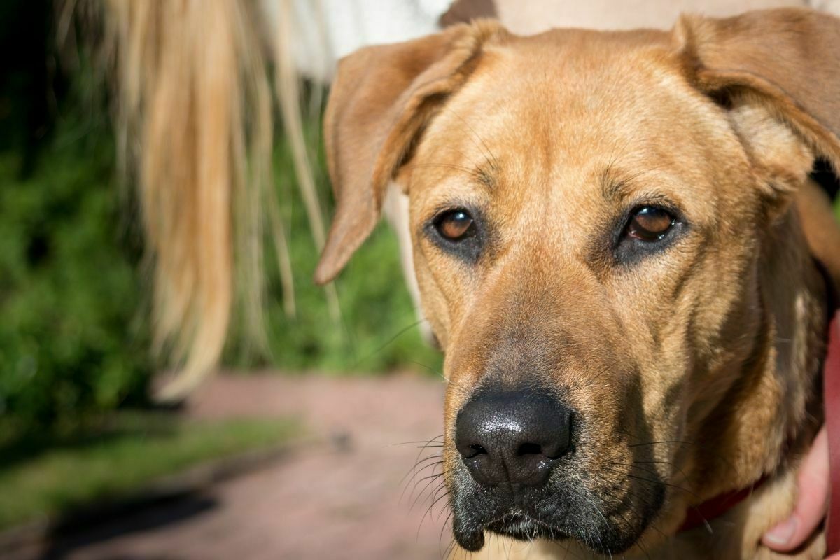 rhodesian ridgeback face