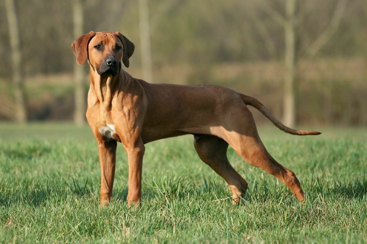 rhodesian ridgeback on grass