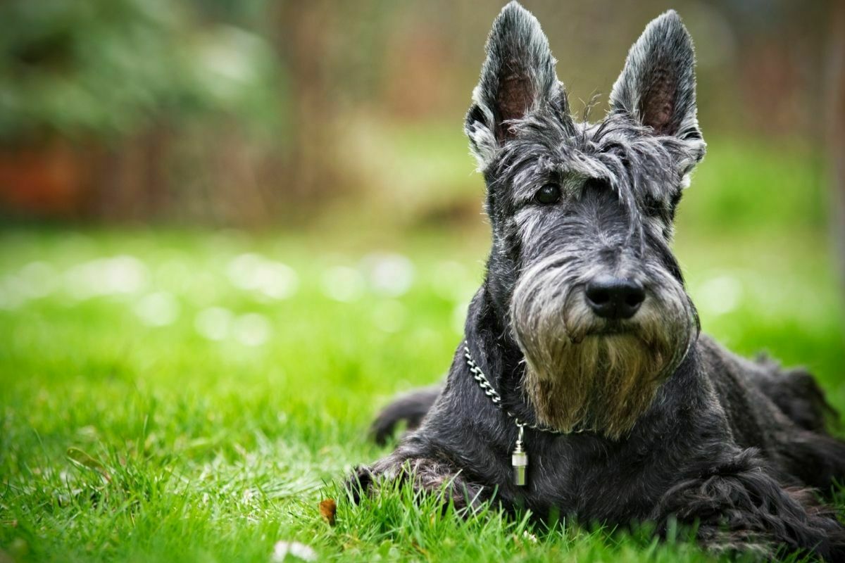 Scottish Terriers