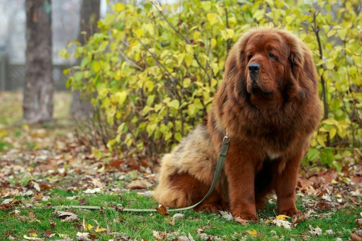 Dog breed Tibetan mastiff