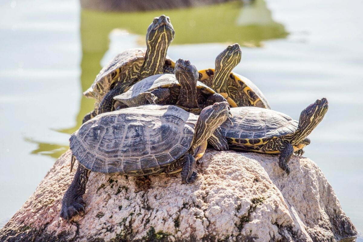 Are Turtles Born With Shells