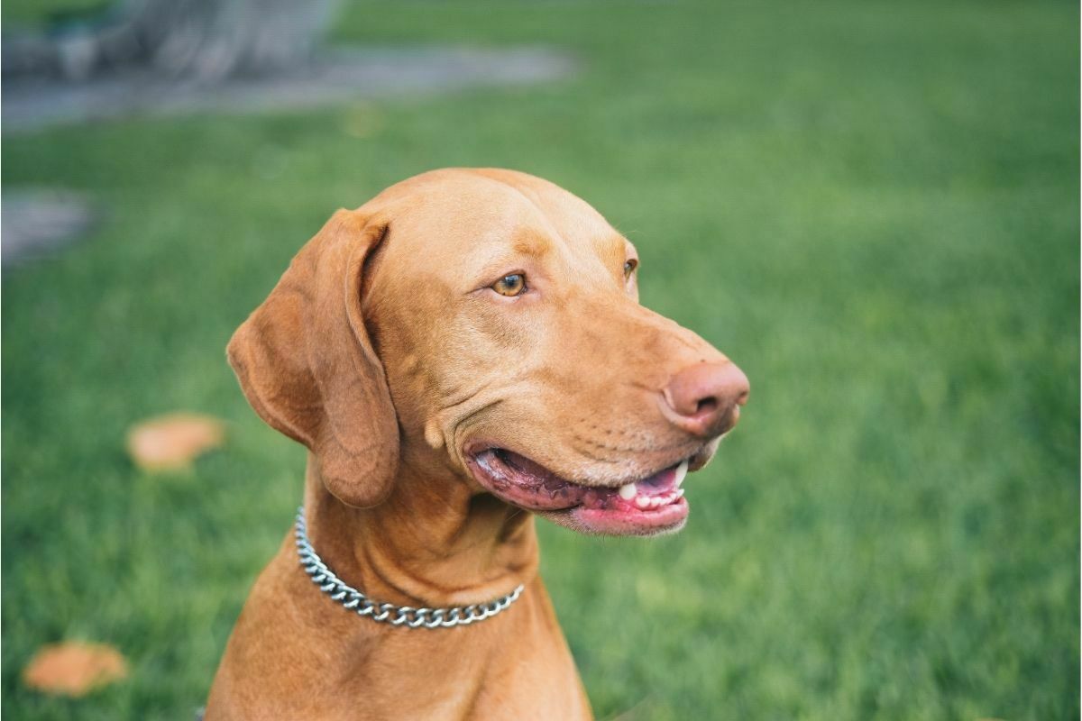 vizsla on grass
