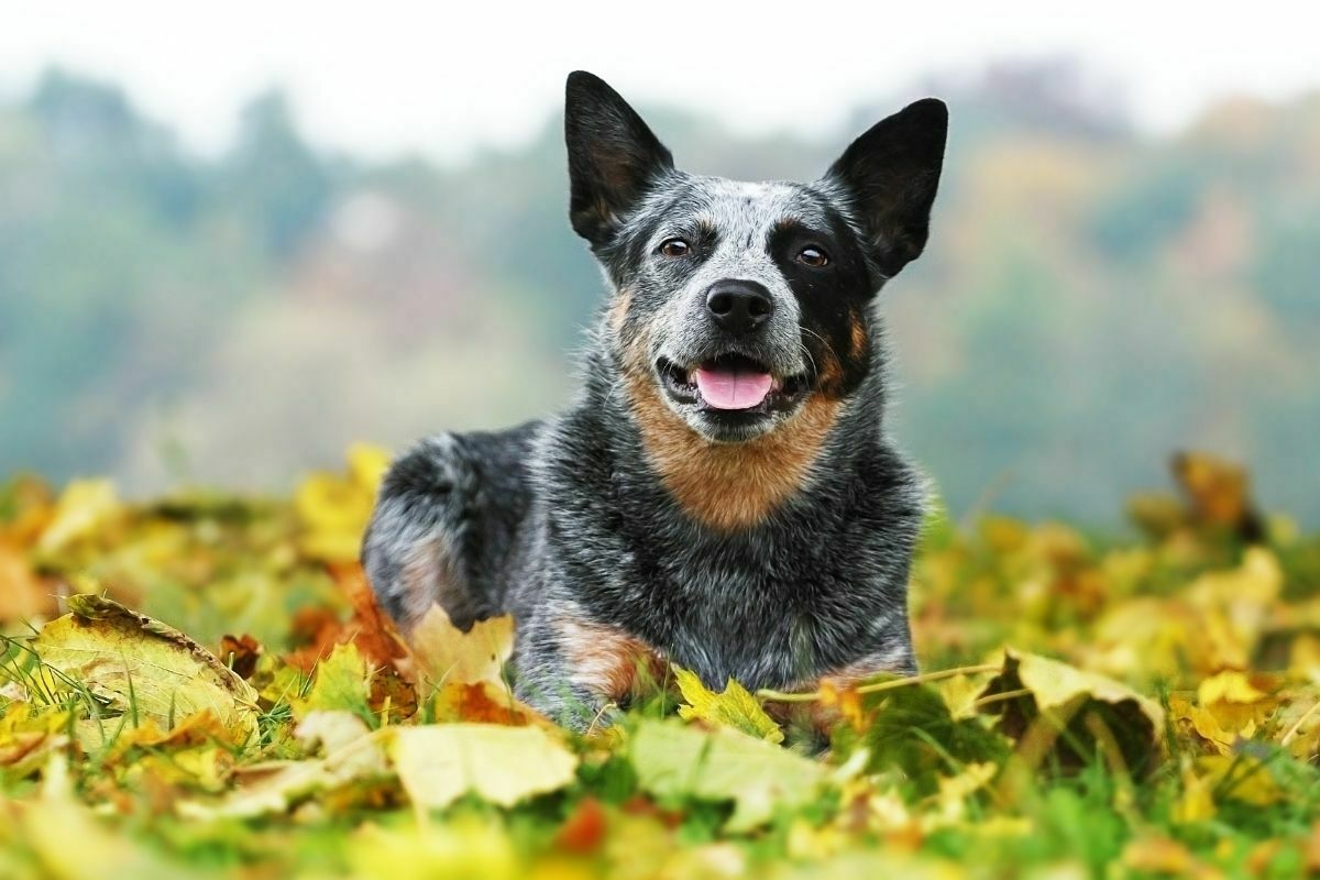 beautiful australian cattle dog