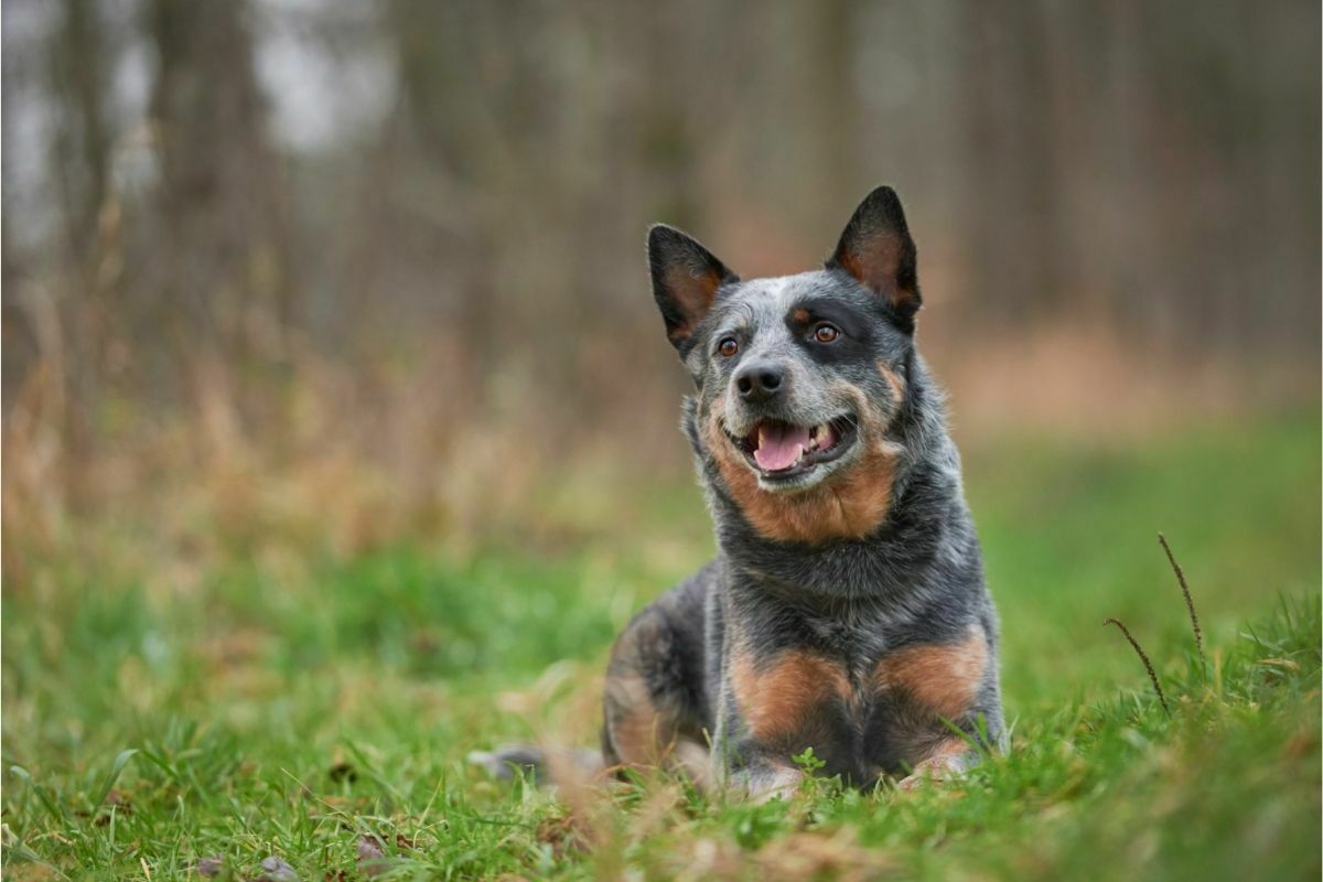 Australian Cattle Dog breed