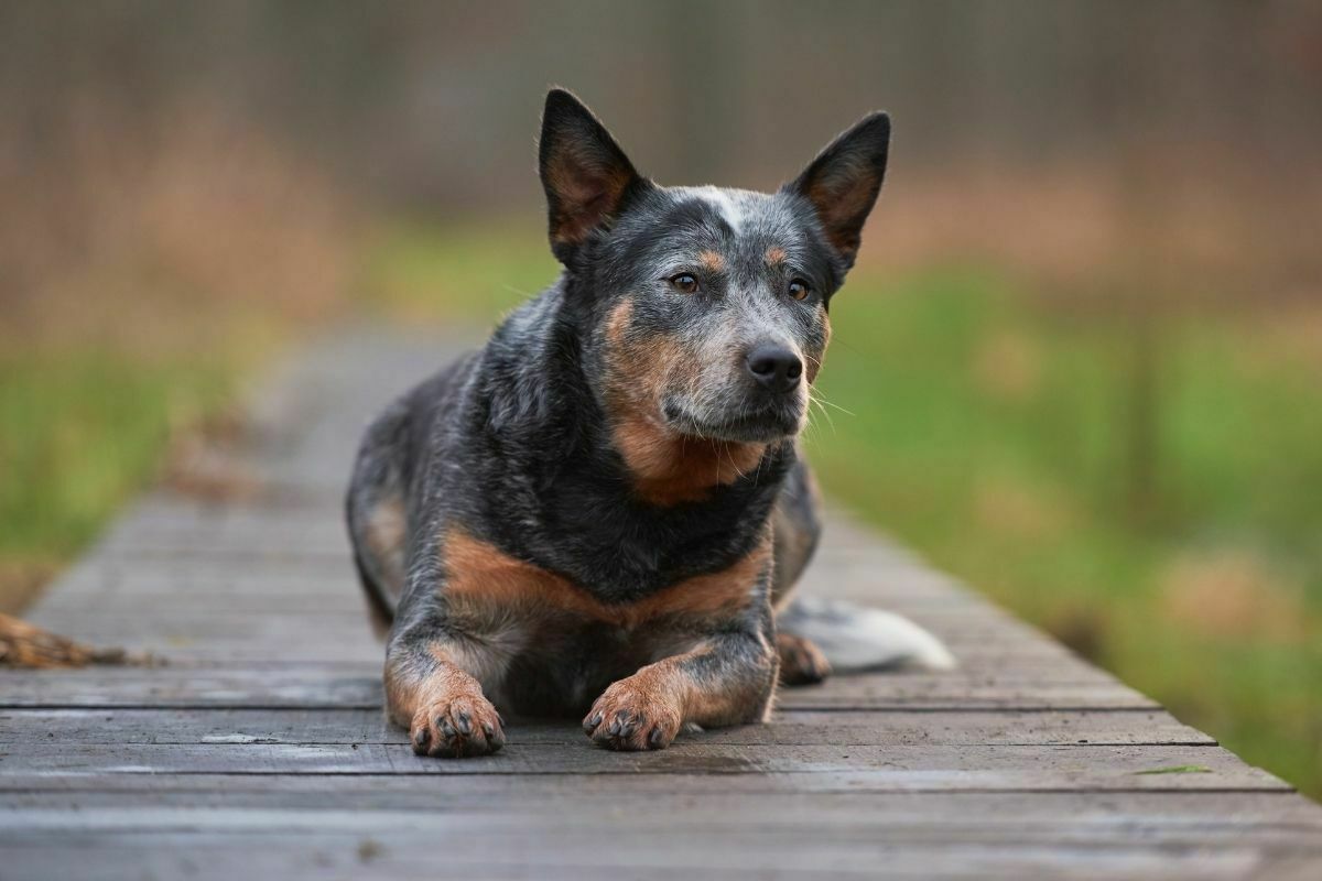 A portrait of Australian Cattle Dog