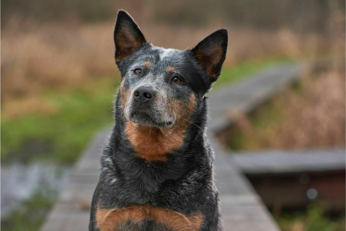 Australian Cattle Dogs