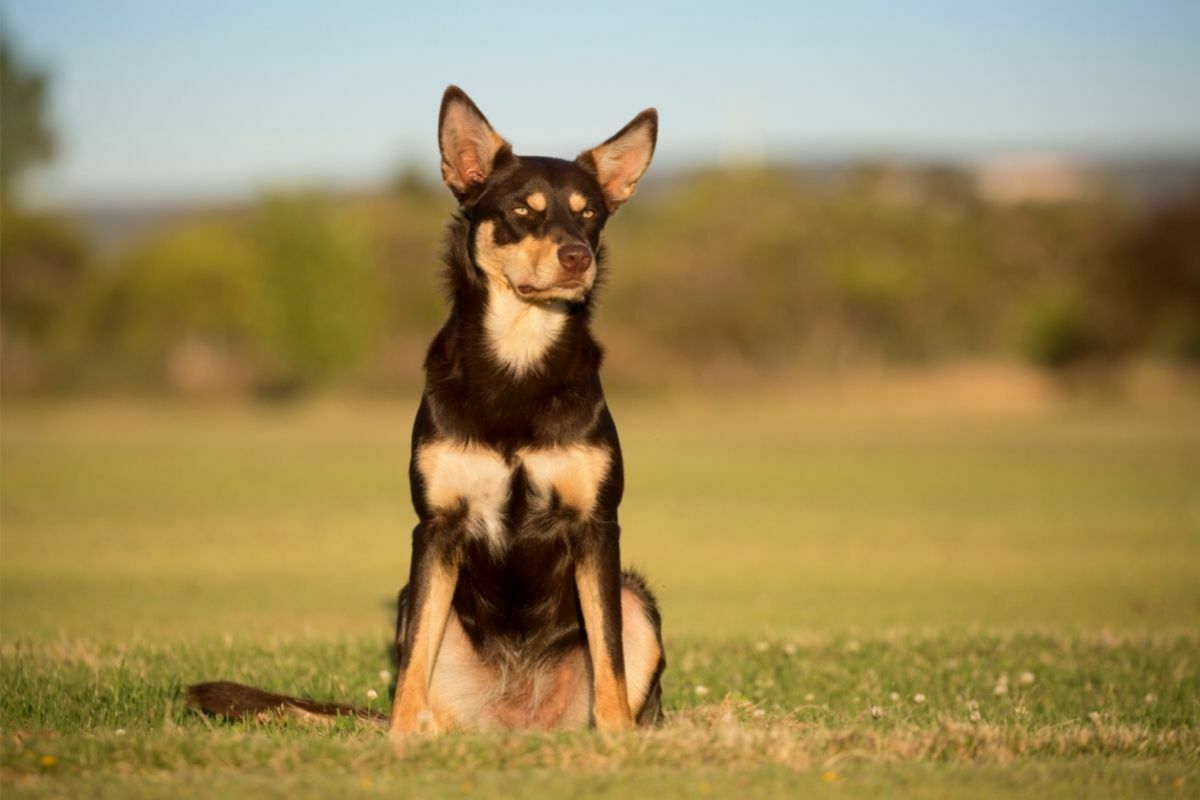 Australian Kelpie breed