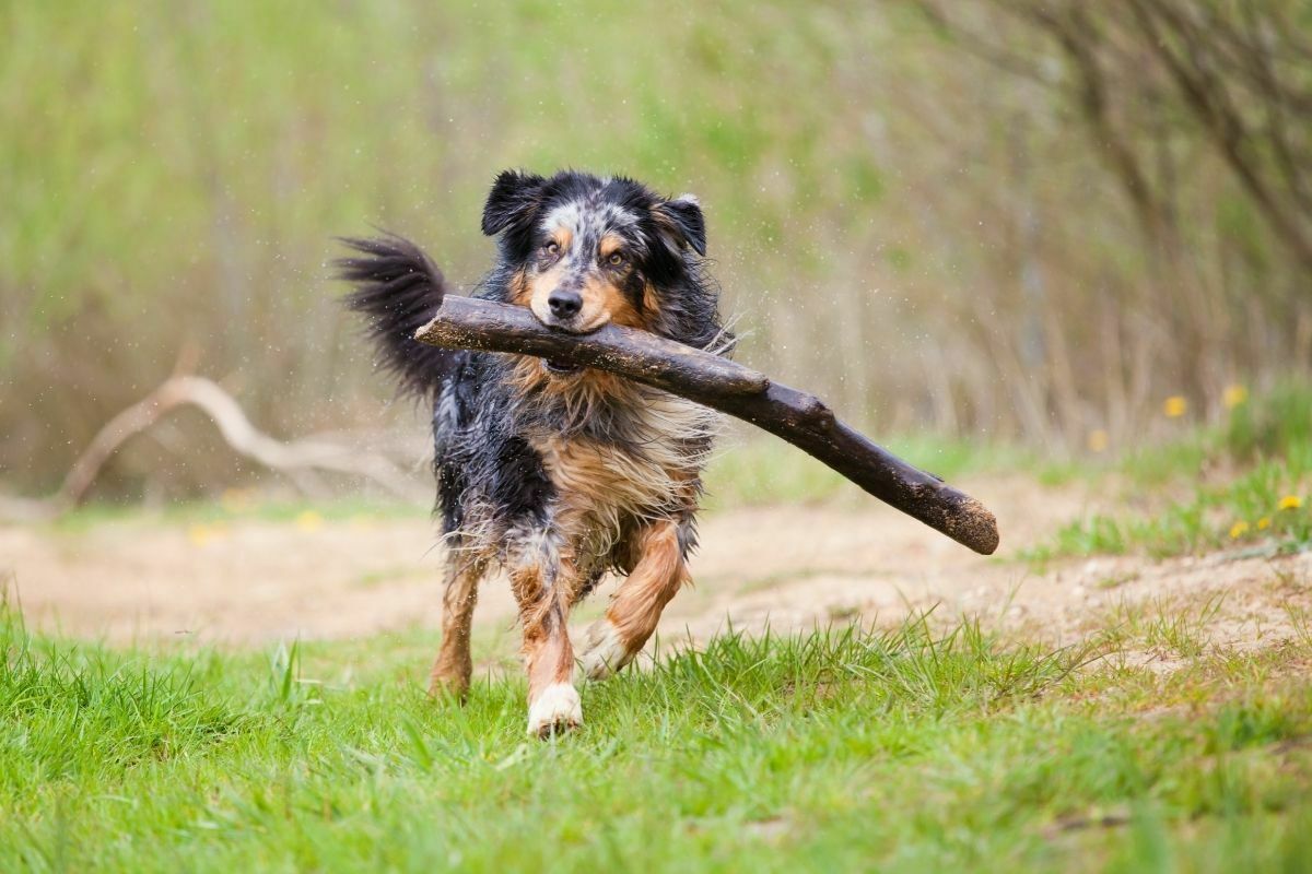 Australian Retriever (Golden Retriever + Australian Shepherd)