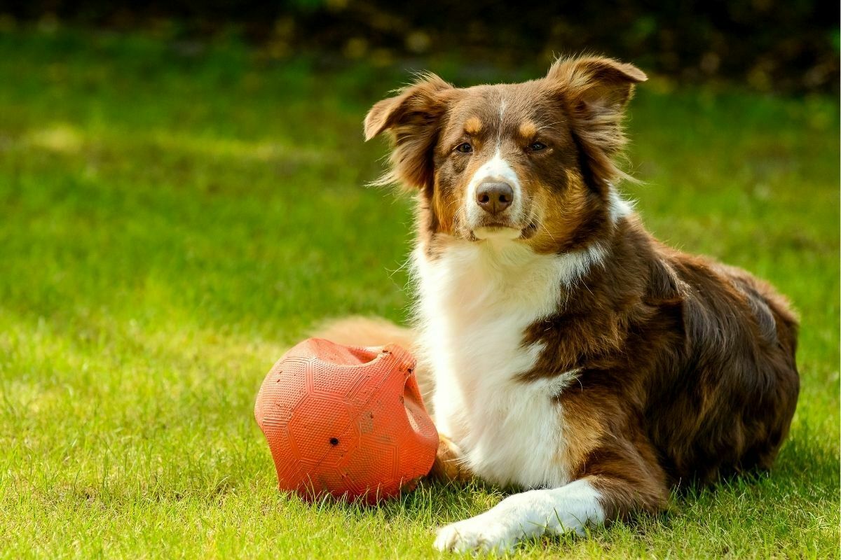Australian Shepherd in garden
