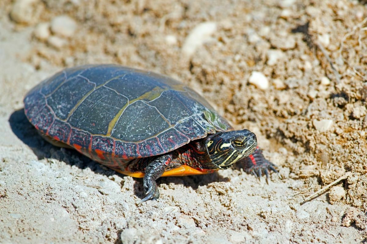 Baby Eastern Painted Turtle