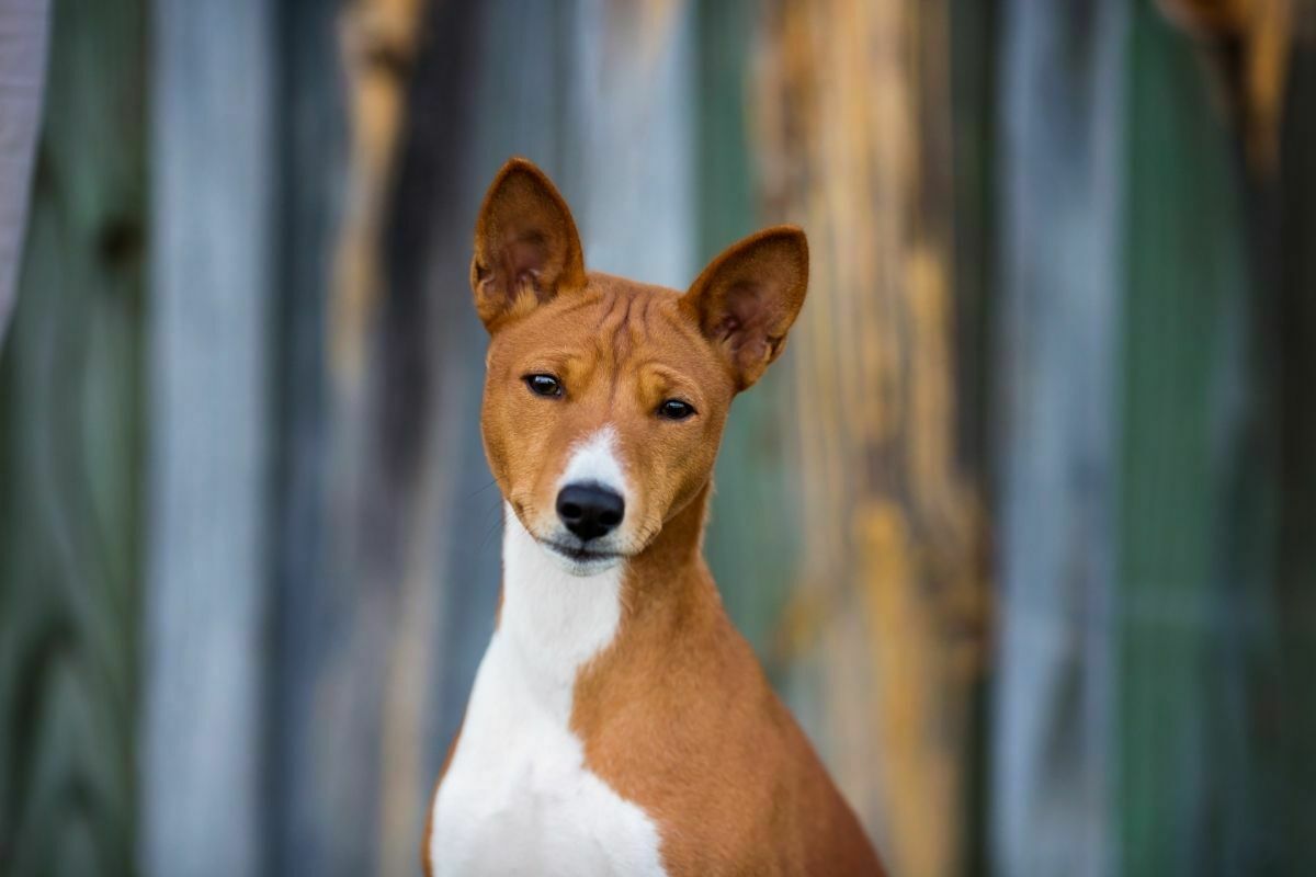 Basenji dog