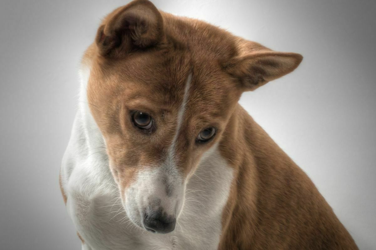 Basenji breed