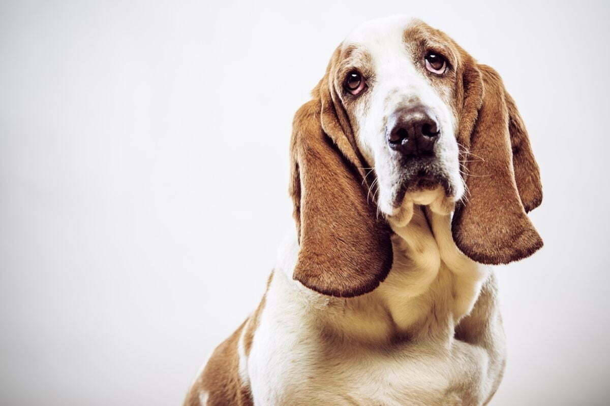 Basset Hound dog