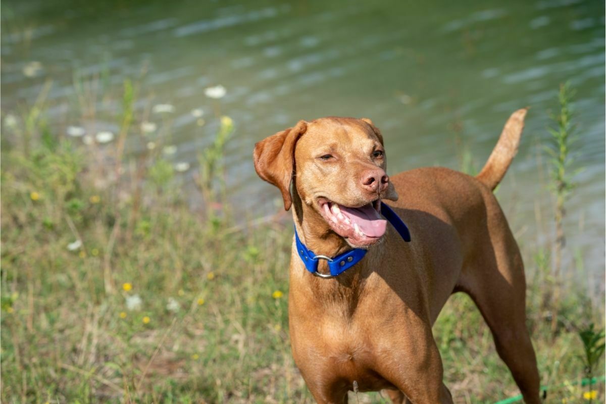 Vizsla In The River