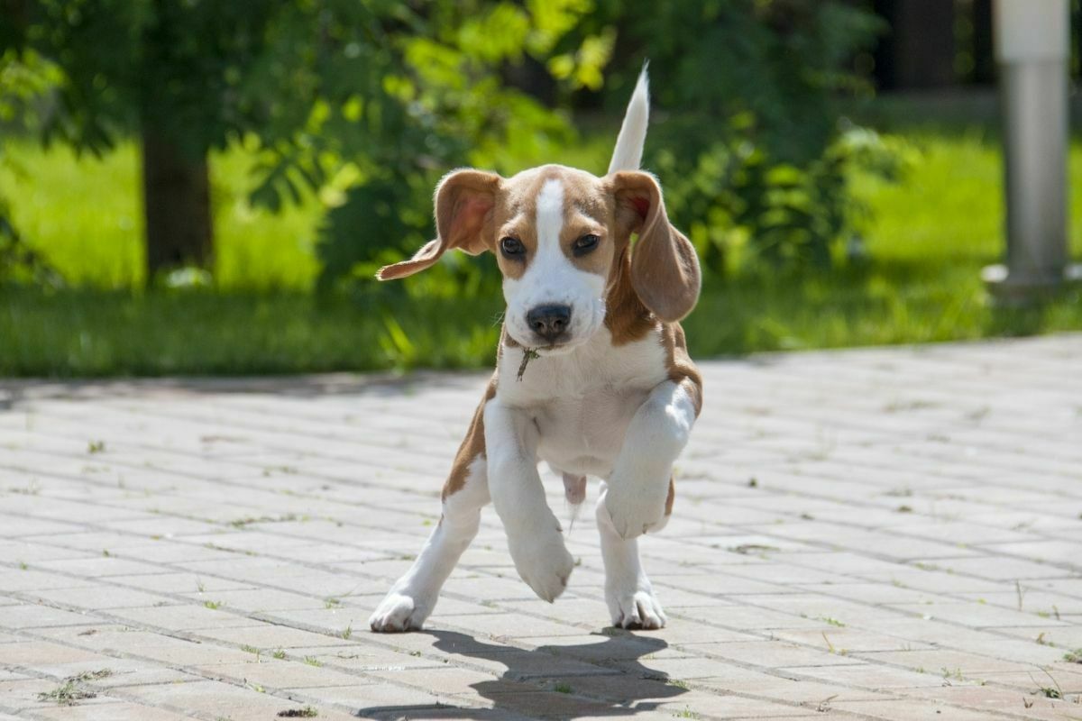 Beagle running on the park