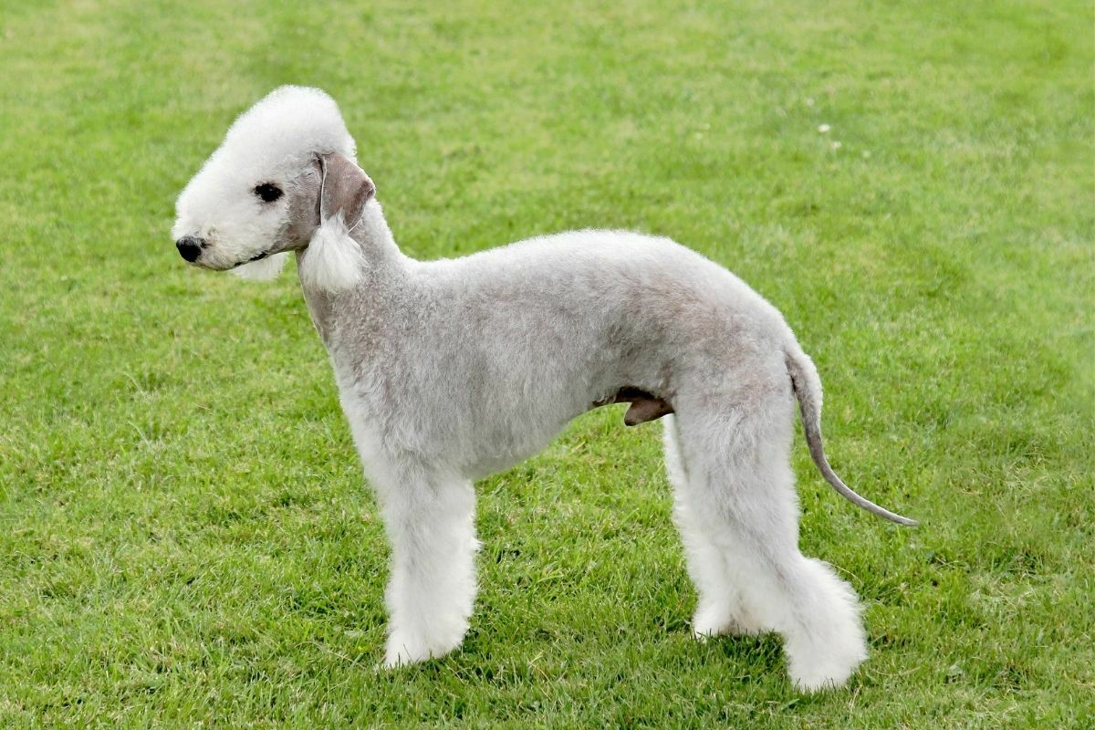 Typical Bedlington Terrier in the garden