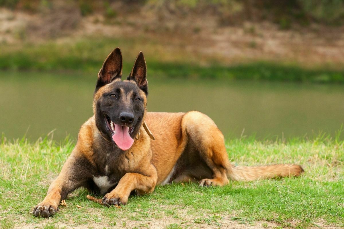 Belgian Malinois