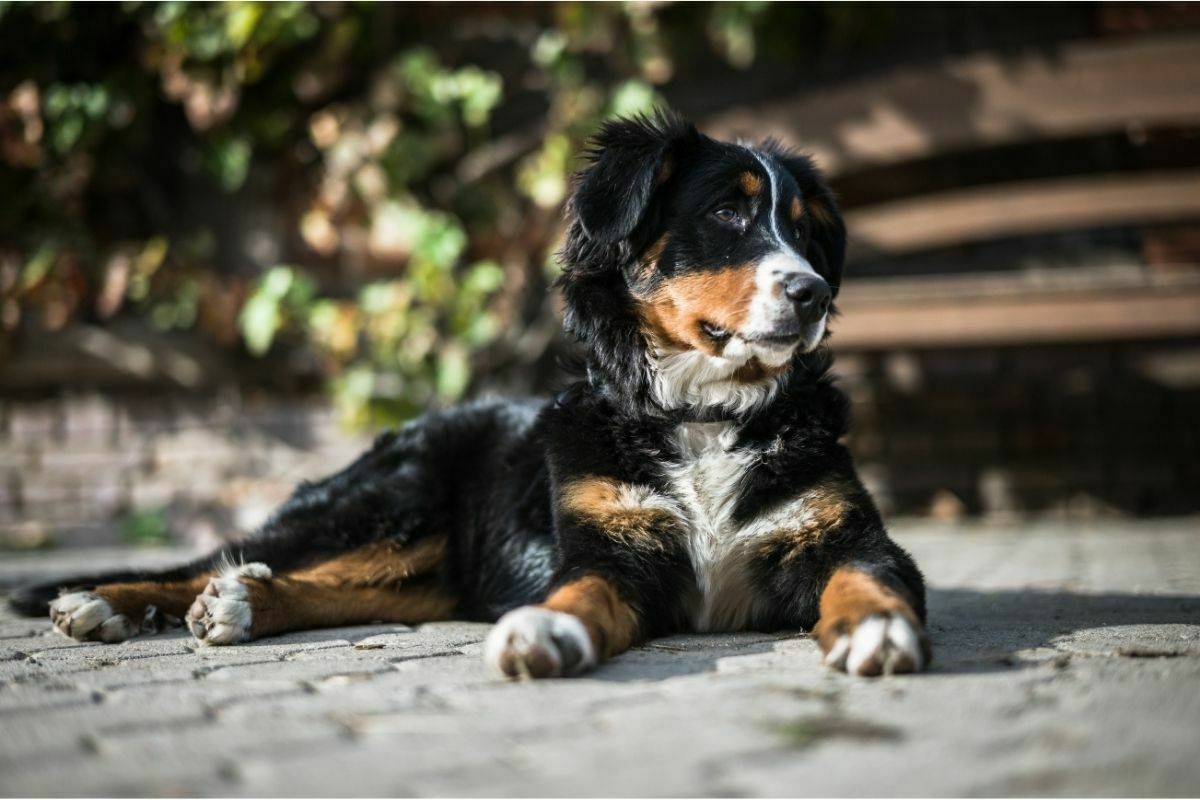 Bernese Mountain Dog (4)