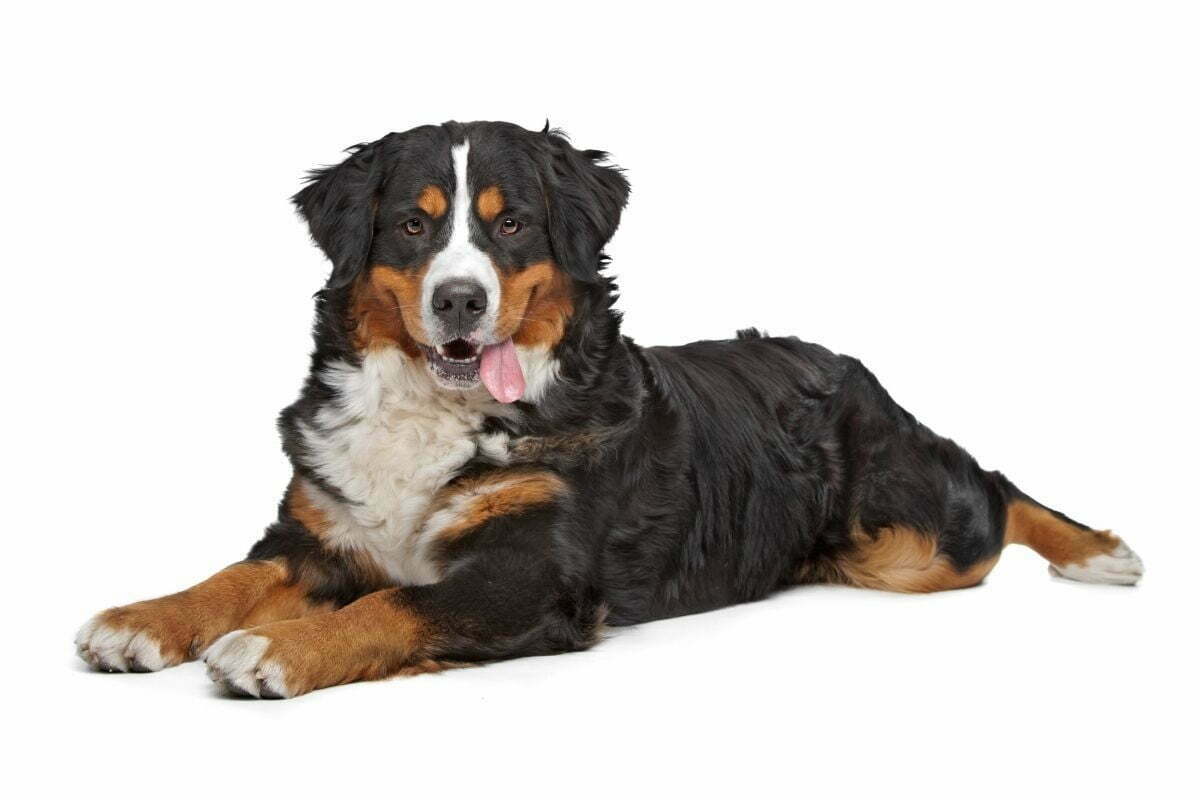Bernese Mountain Dog on a white background