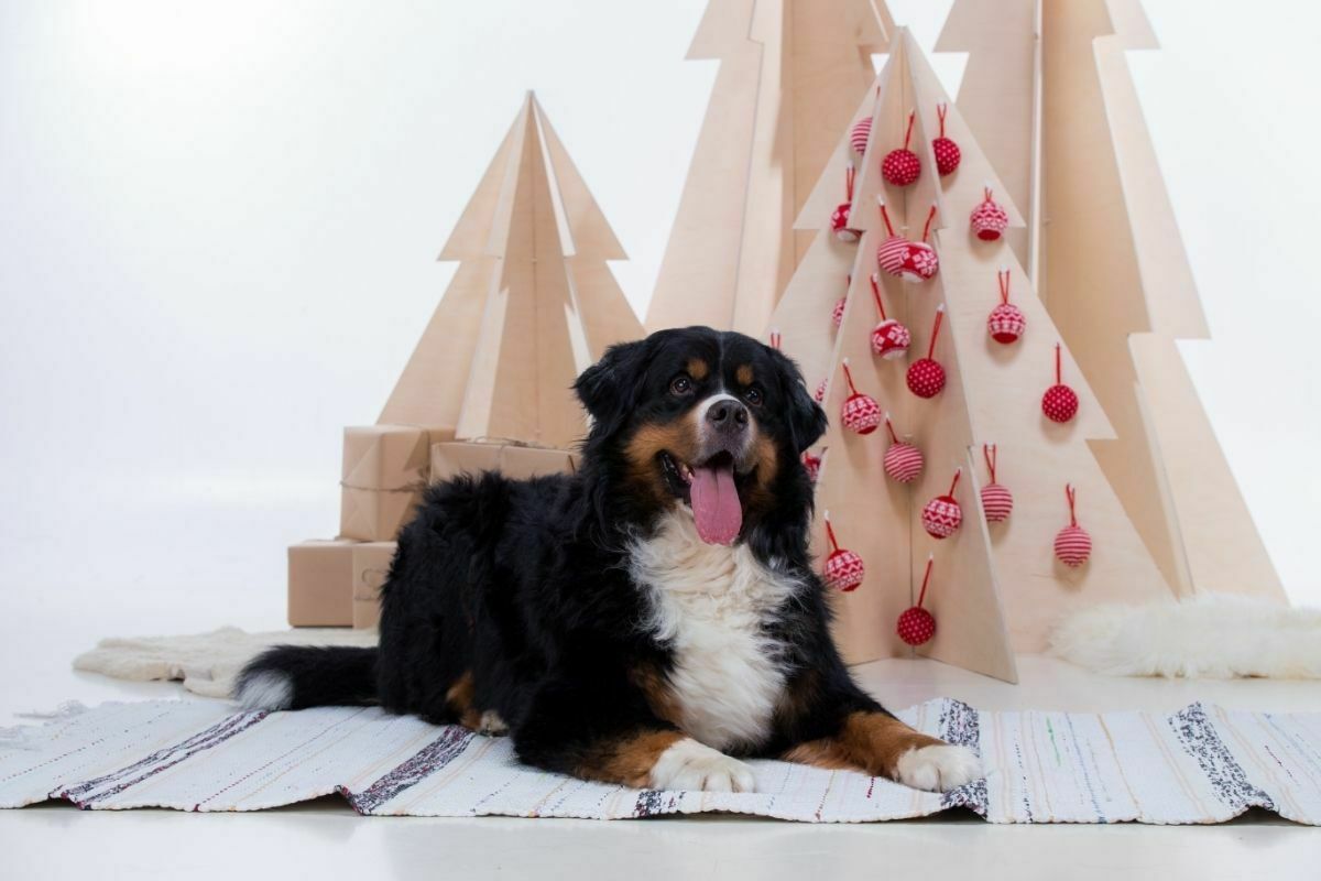 Bernese Mountain Dog breed