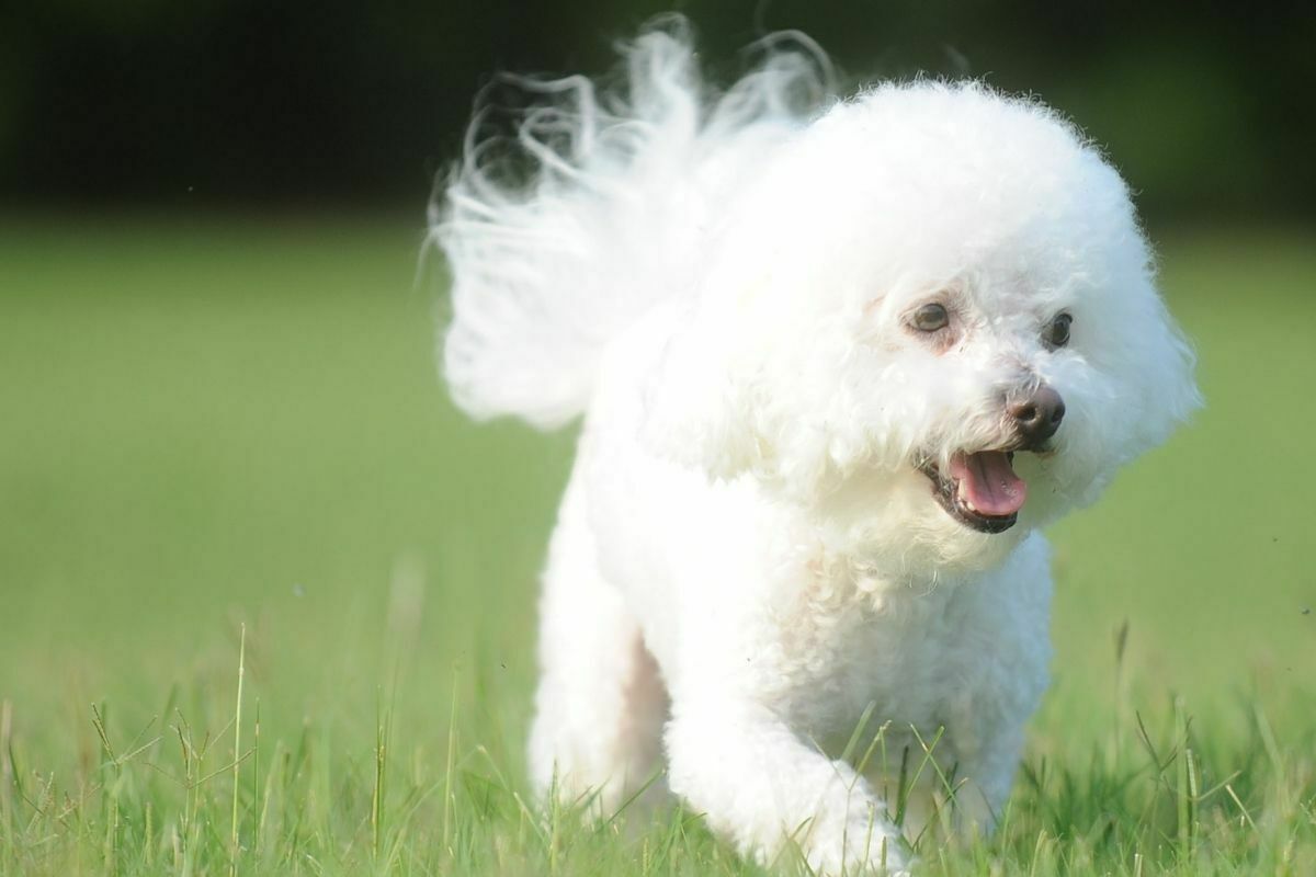 Bichon Frisé running in the field