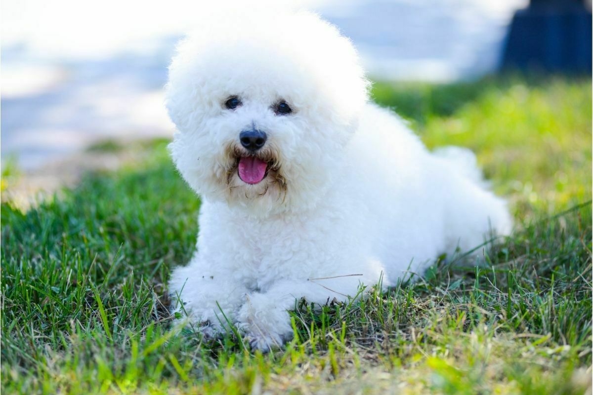 Bichon Frise