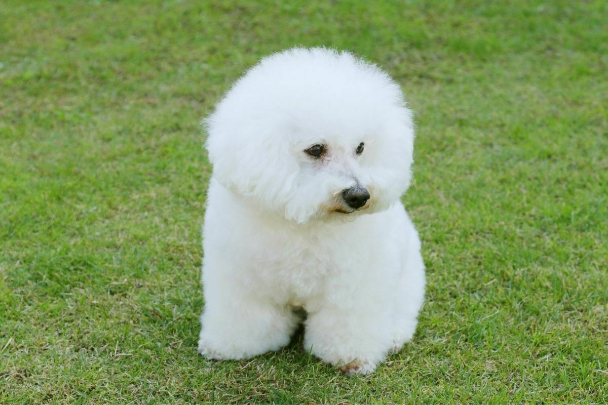 Bichon Frisé (3)