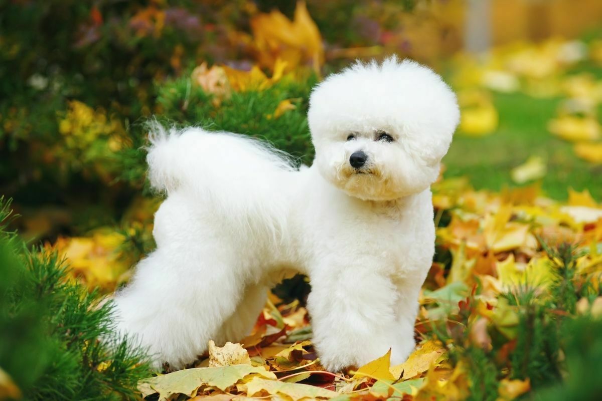 cute bichon frise