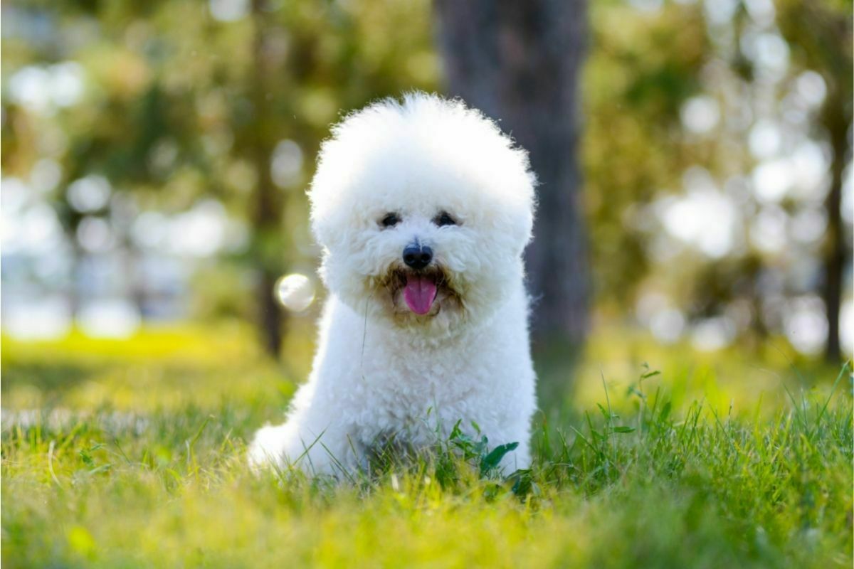 cute little Bichon Frise