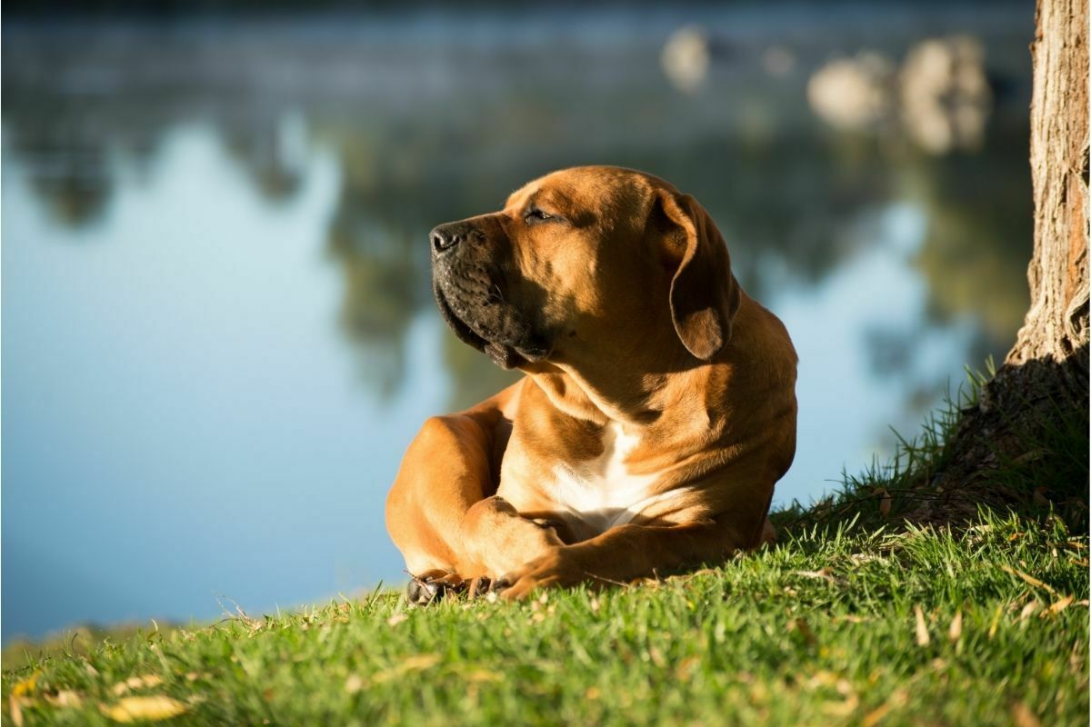 Boerboel Dog