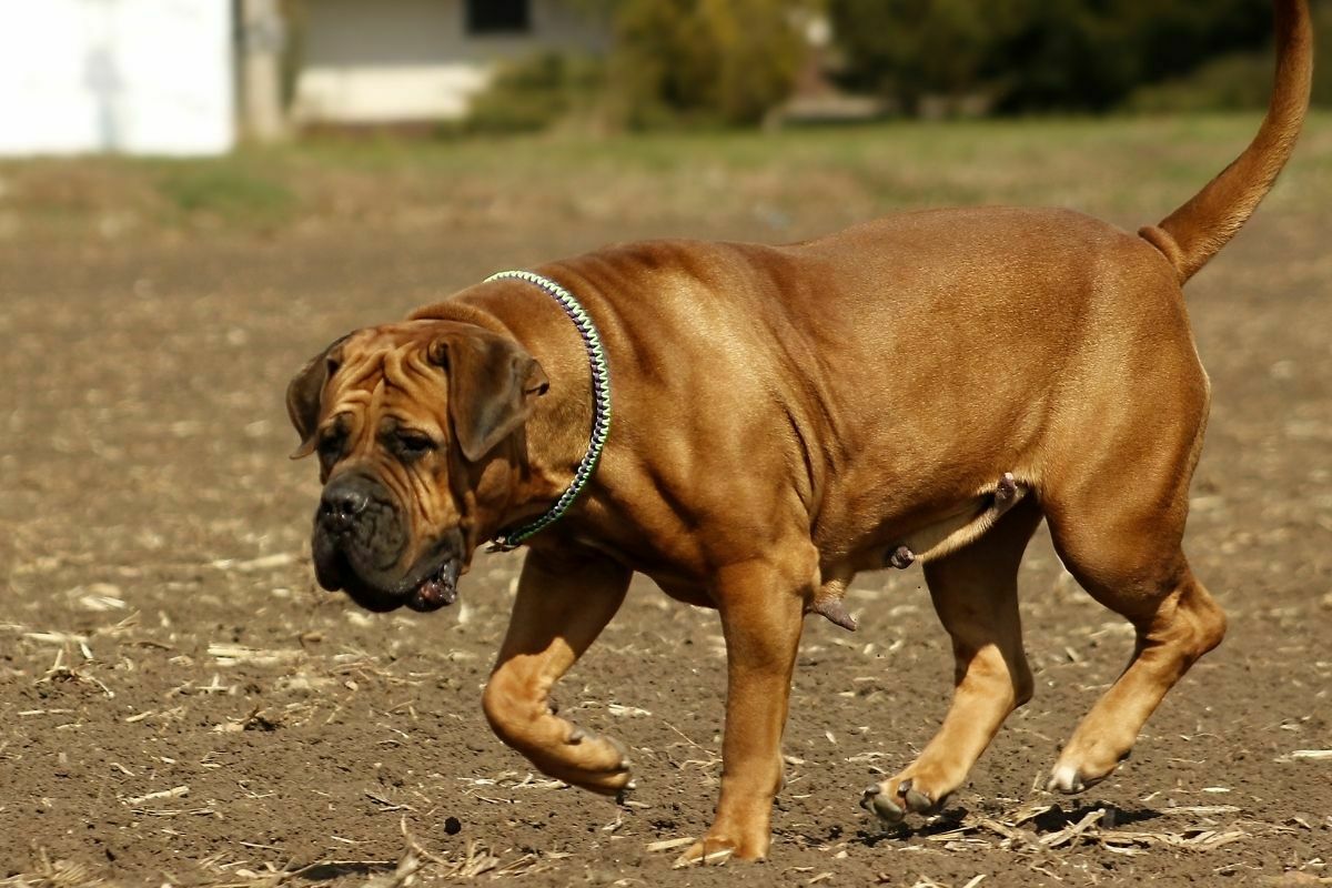 Boerboel