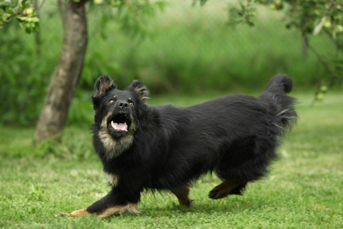 Bohemian Shepherd