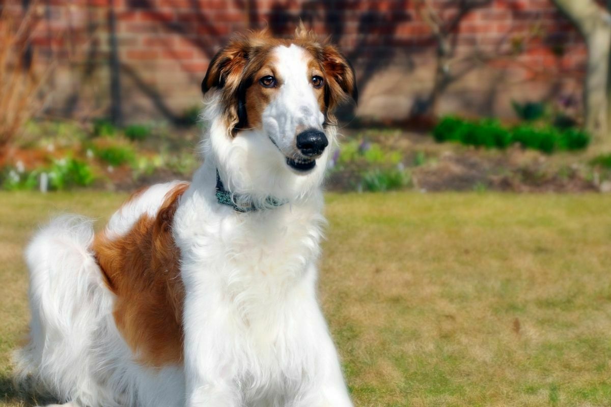 Borzoi breed