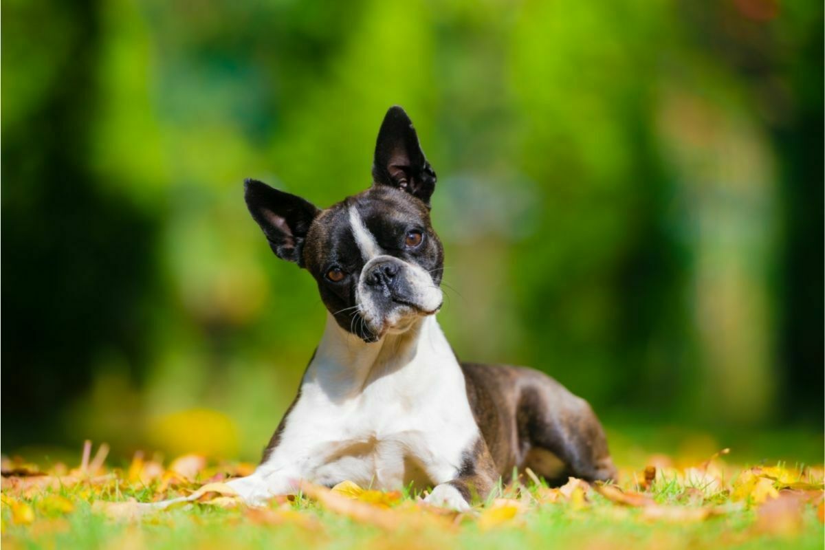 Boston Terrier (2)