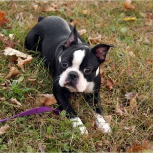 Boston Terrier (3) photoshoot