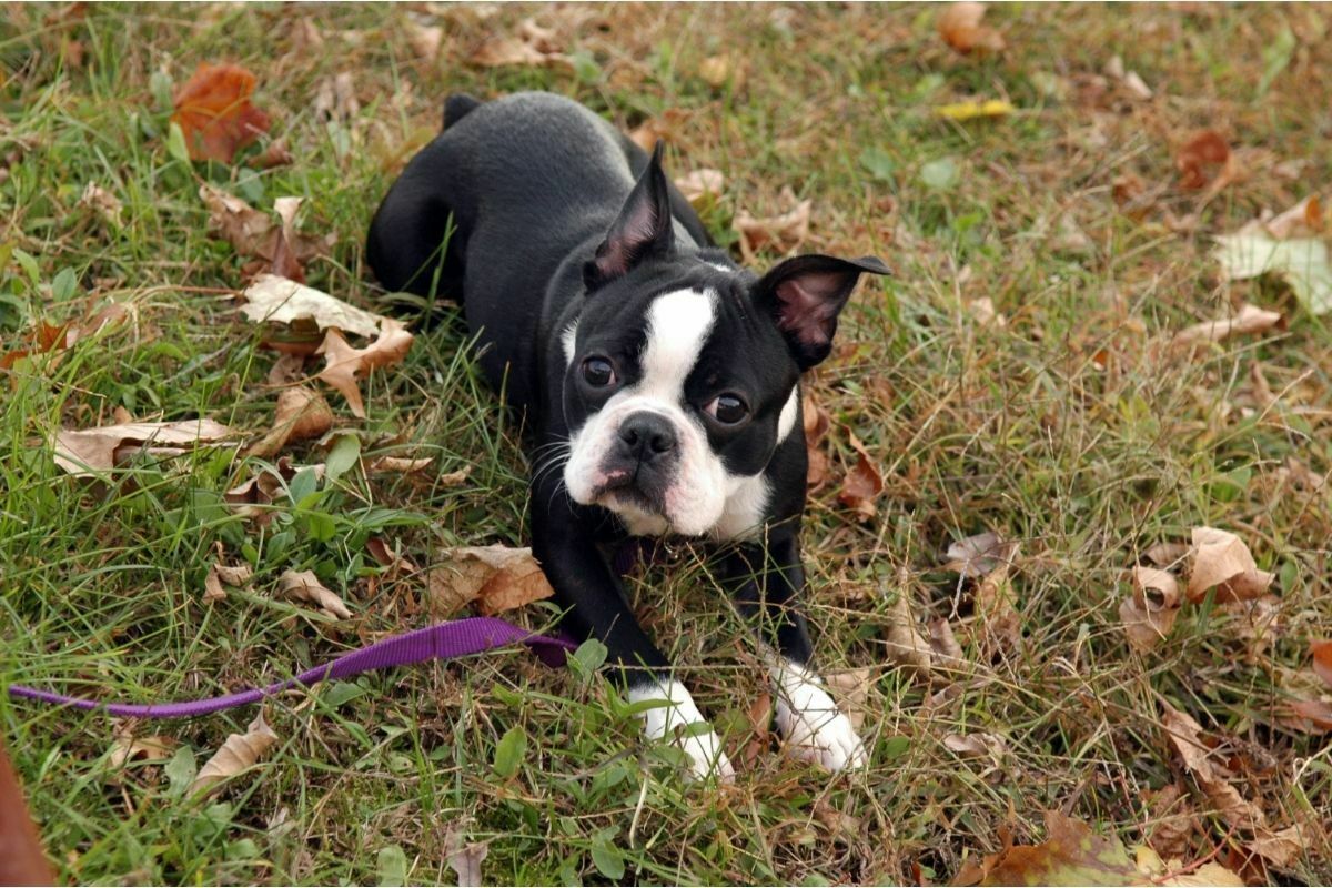 Boston Terrier (3)