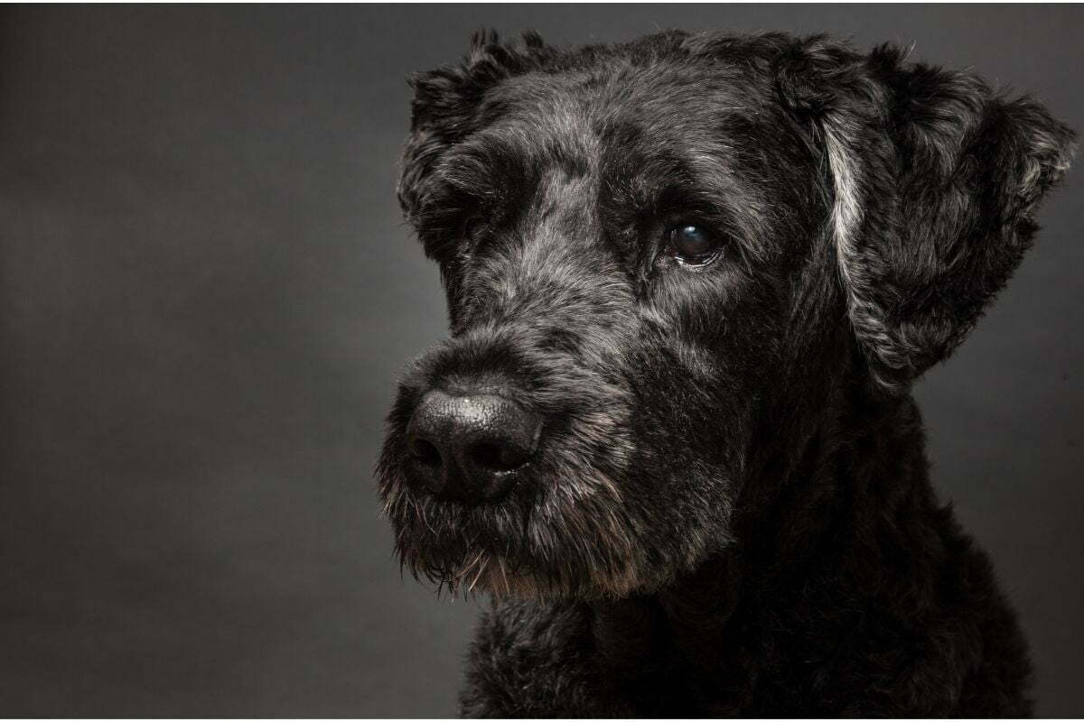 Bouvier des Flandres free