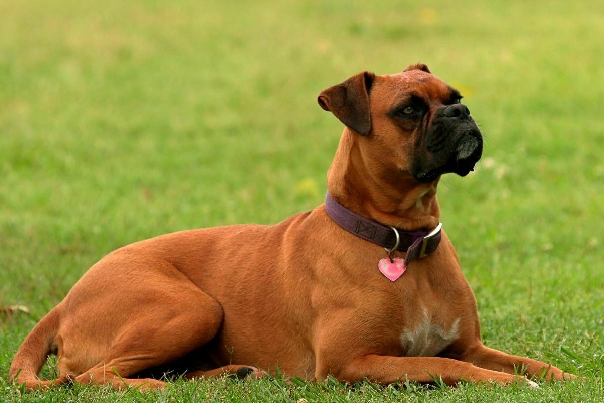 Boxer (2)
