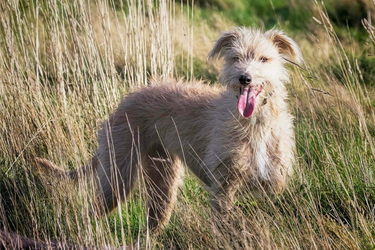 British Lupine Dog