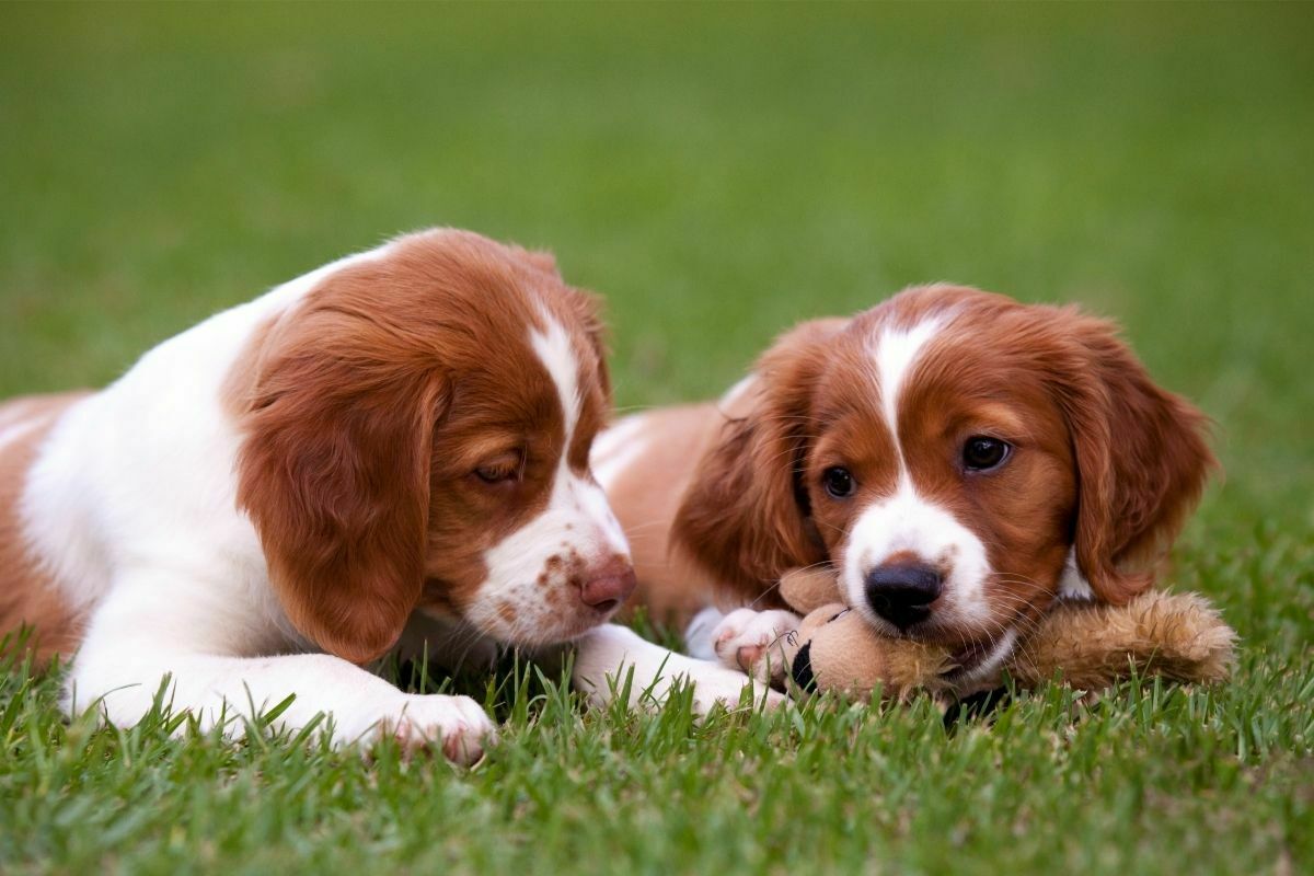 Brittany Spaniel puppies
