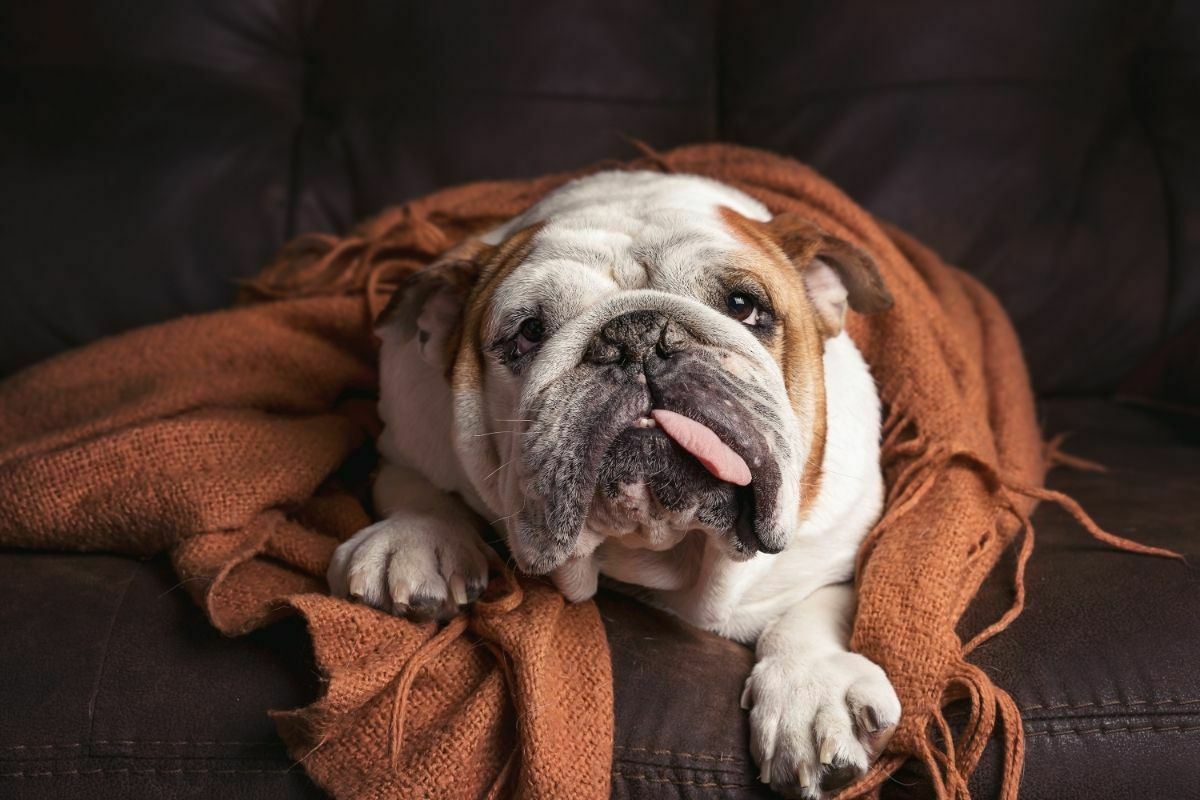 Bulldog (3)