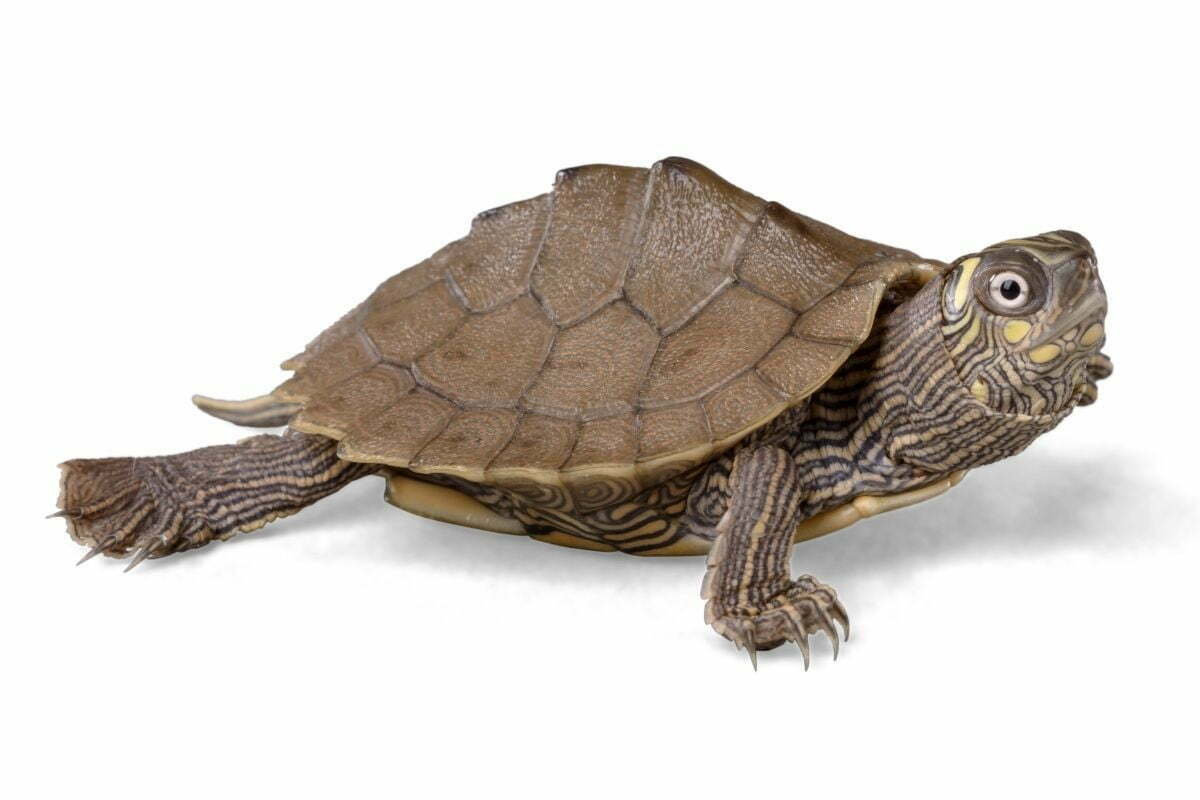 turtle on white background