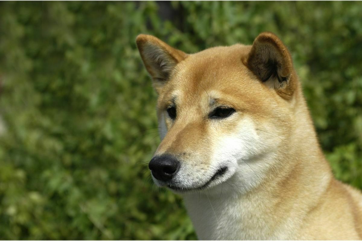 canaan dog breed
