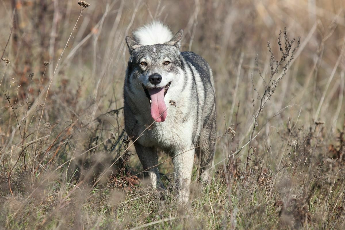 Canadian Eskimo Dog