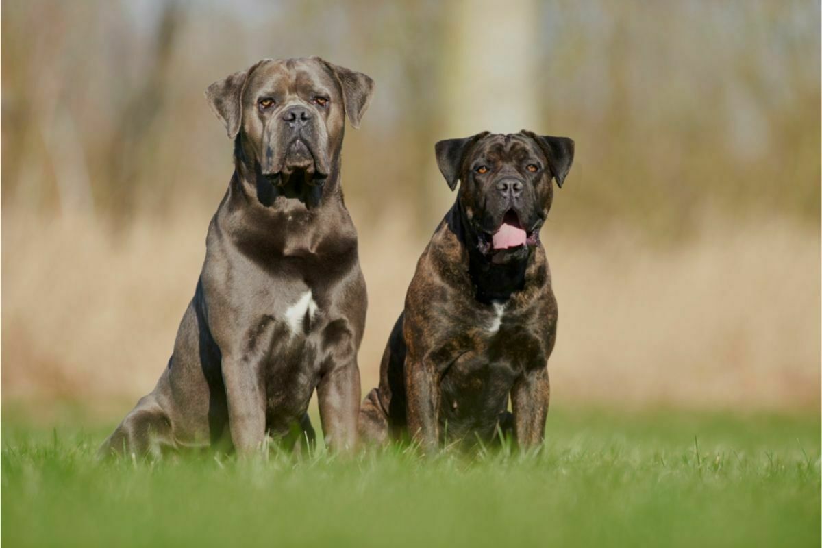 two cane corso