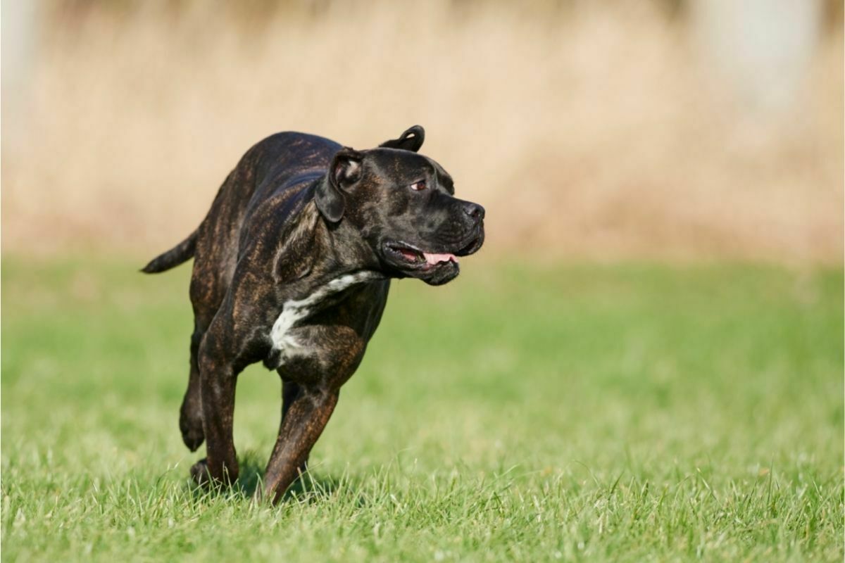 running Cane Corso