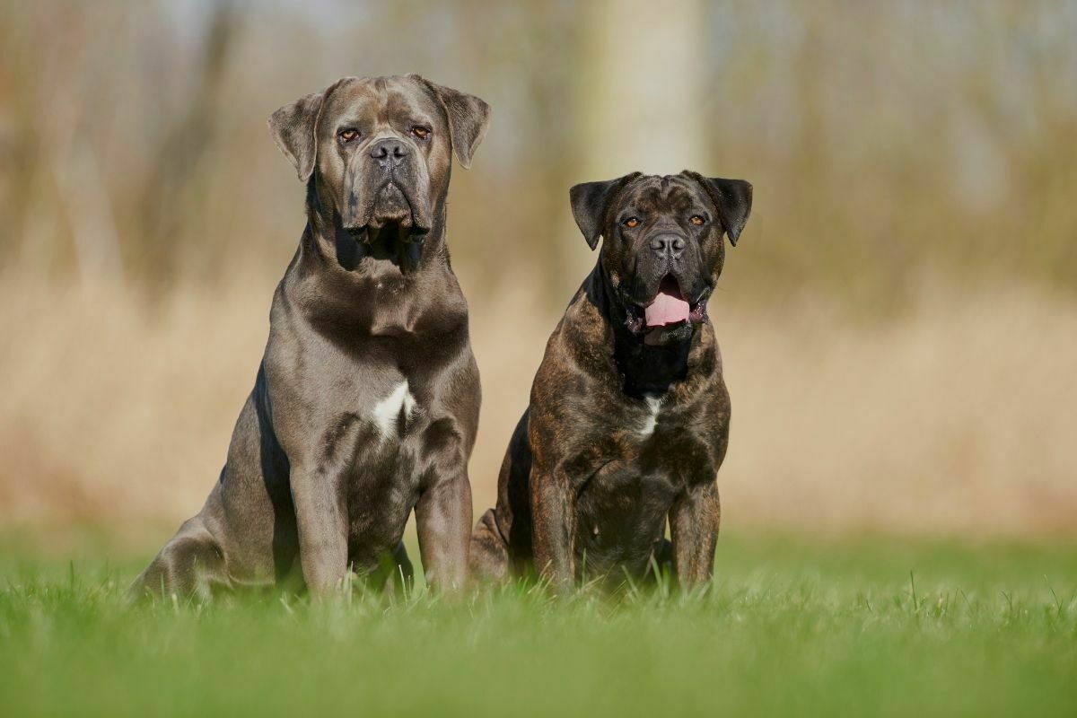 Two Cane Corso dogs sitting together on the grass.