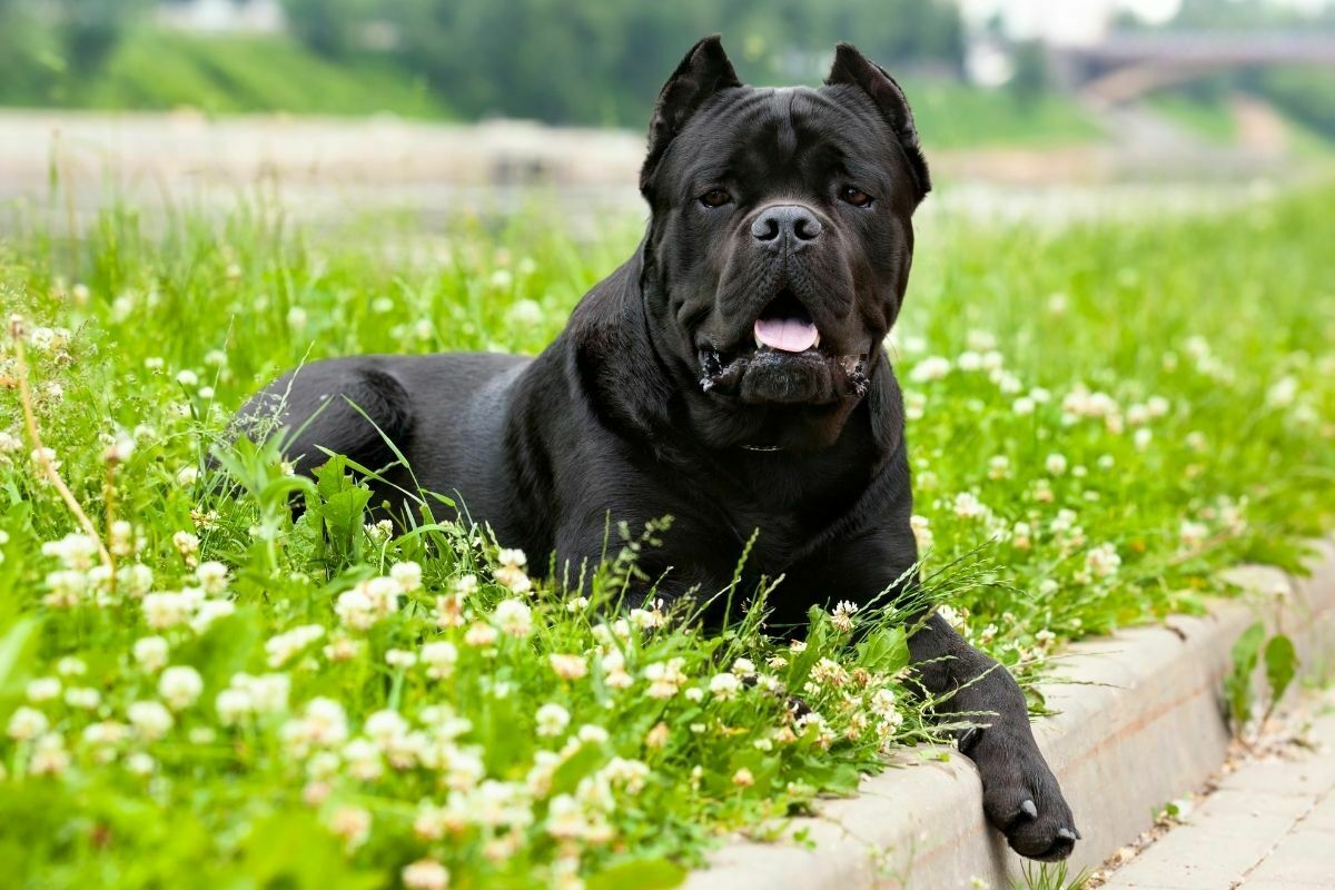 Cane Corso lying ong the grass
